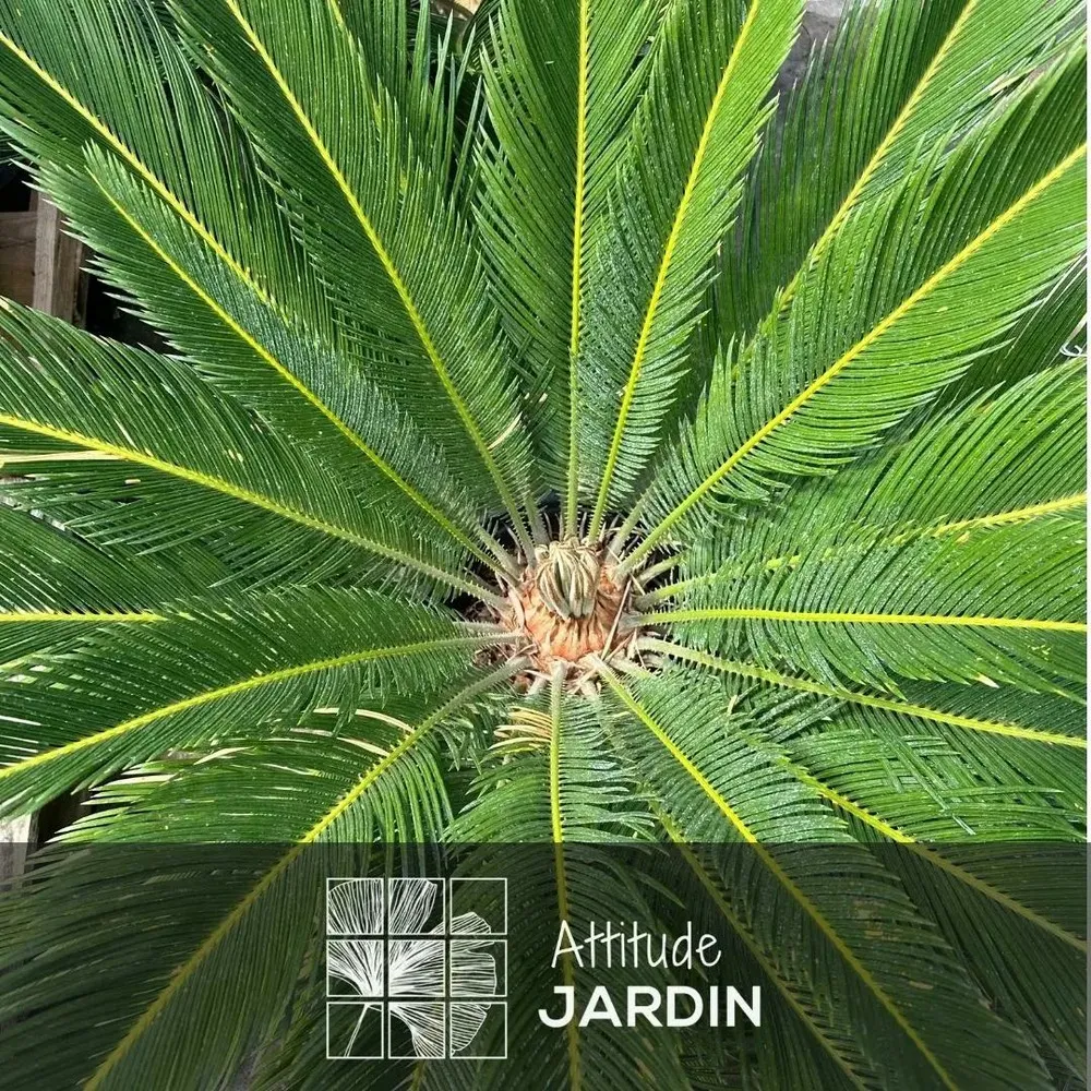Cycas revoluta - palmier - ↕ 50-60 cm - ⌀ 15 cm - plante d'extérieur
